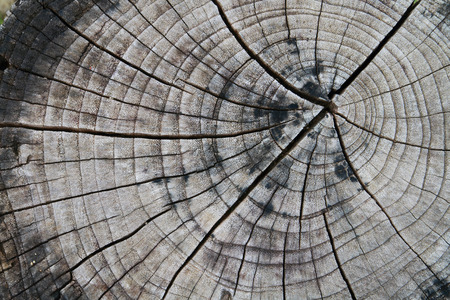 The surface of tree cut made be a chair.の写真素材