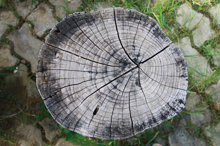 The cut off tree for made a chair.の写真素材