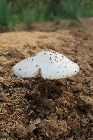 White mushroom growing from the ground.の写真素材
