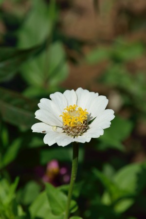 The white zinnia is blooming in garden.の写真素材