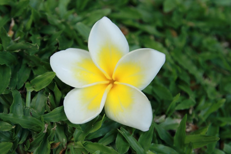 Plumeria fall on the grassland.の写真素材