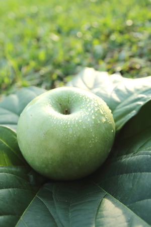 green apple on the leaves.の写真素材