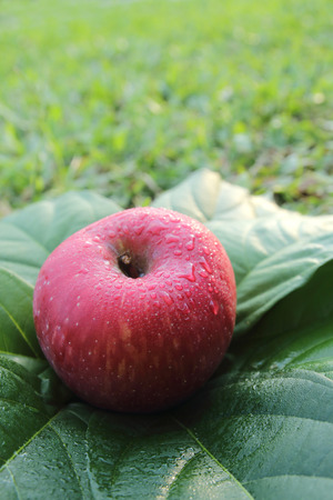 green apple on the leaves.の写真素材