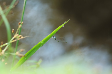 small dragonfly holding of the grass.の写真素材