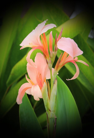 Bunch of pink canna flower.の写真素材
