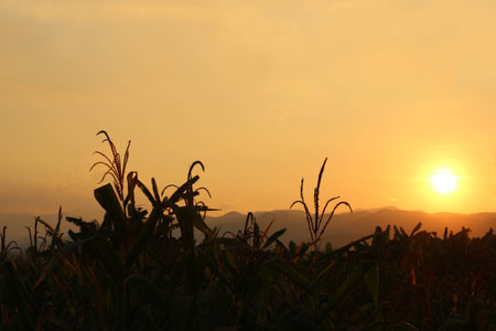 corn meadow in the light of sunrise.の写真素材