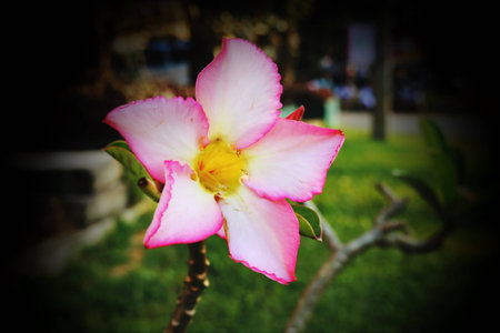 Image of light pink Impala Lily  with vignetteの写真素材