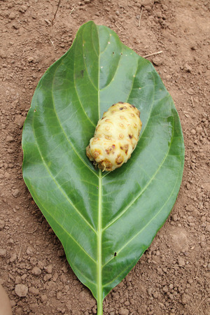 Great morinda  is puting on its leafの写真素材