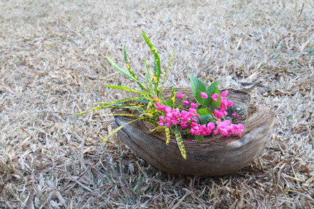 flowers in coir ornament with garden crotonの写真素材