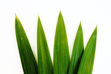 Five pandanus leaves are on white background.の写真素材