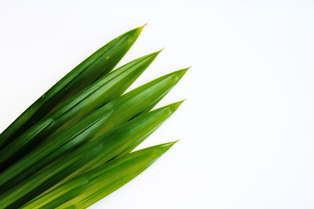 Five pandanus leaves are on white background.の写真素材