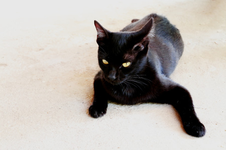 black cat lay on the floor focusing at faceの写真素材