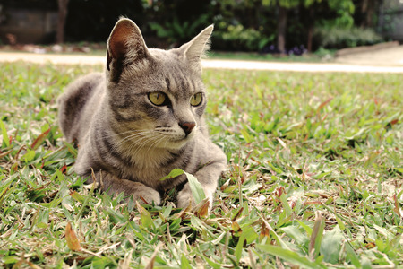 cat is laying on the grass and looking something.