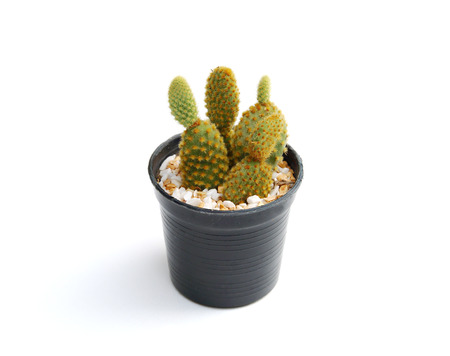 image of small cactus on white background in soft focusの写真素材