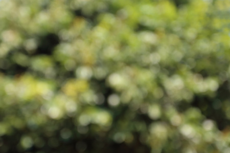 blur image and bokeh from tree in daylight