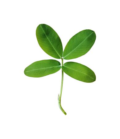 four leave ,isolated white background and saved clipping pathの写真素材
