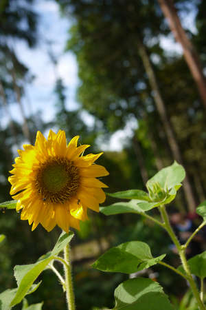 Close-up of sunflower. Sunflower blooming. Natureの写真素材