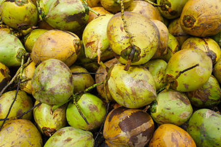 Pile of young tropical coconutsの写真素材