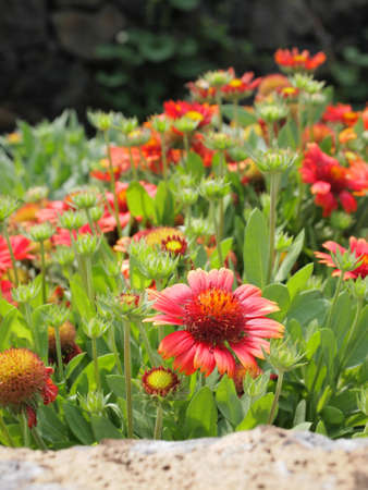 Beautiful pink flowers surrounded by greenery.の写真素材