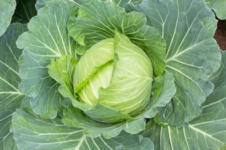 cabbage in the gardenの写真素材
