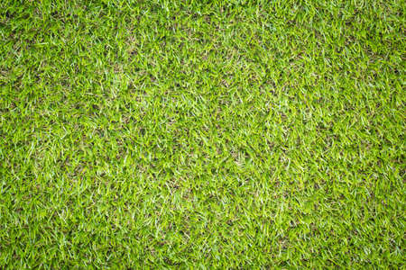 top view green grass texture for backgroundの写真素材