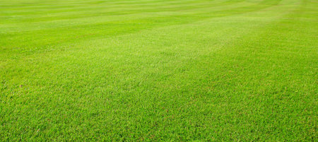 green grass texture and grass fieldの写真素材