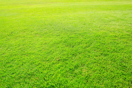 green grass texture and grass fieldの写真素材