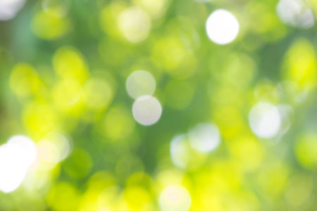 Green bokeh on nature defocus art abstract blur background.の写真素材