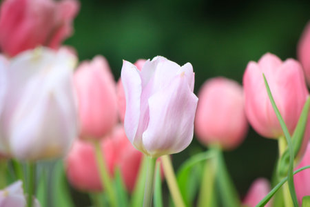 Beautiful tulip flowers blooming in the garden with natural backgroundの写真素材