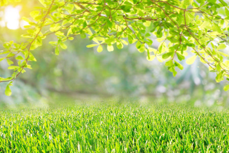 Green grass with sunlight background. Natural green grass and sunlight background.の写真素材