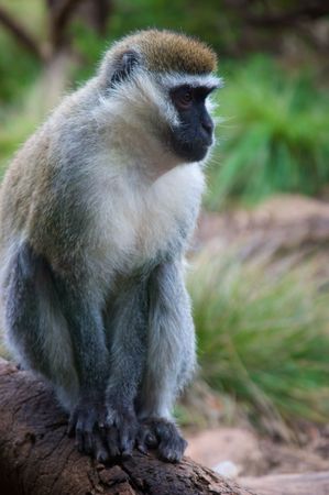 A monkey at the zoo gazing off into the distance