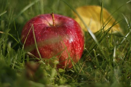 Delicious red apple in the green grassの写真素材