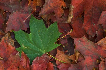 One green maple leaf in front of lot of red leaves.  