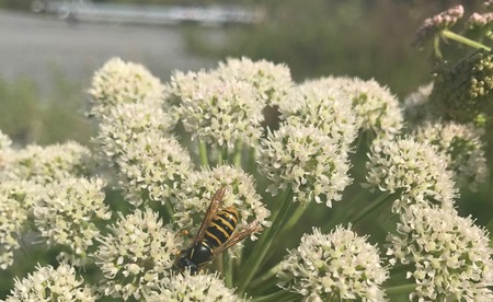 Wasp on cow parsleyの写真素材