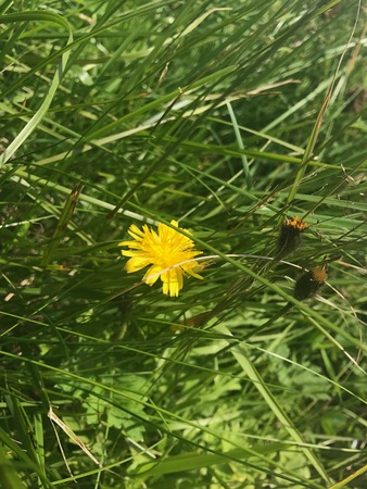 Yellow flowerの写真素材