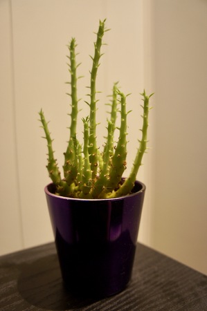 Tiny cactusの写真素材