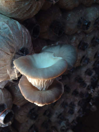 Mushroom Farmの素材