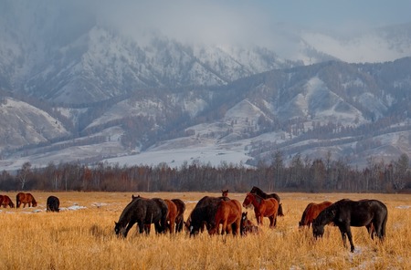 Russia. The South Of Western Siberia. Free pastures in the valleys of the Altai Mountainsの写真素材