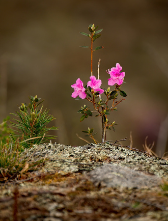 Russia. Mountain Altai. Chuyskiy tract in the period of the flowering of Maralnik (Rhododendron)の写真素材
