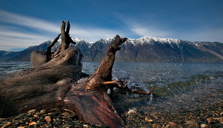 Russia. The South Of Western Siberia. Mountain Altai. Late spring on the shore of the lake Teletskoye.の写真素材