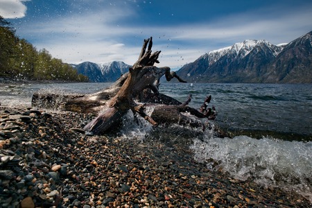 Russia. The South Of Western Siberia. Mountain Altai. Late spring on the shore of the lake Teletskoye.の写真素材