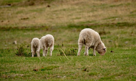 Russia. The South Of Western Siberia. mountain Altai. Lush pastures on the slopes.の写真素材