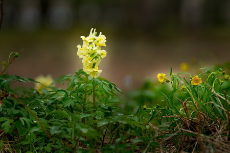 Russia. The South Of Western Siberia. Flower meadows in late spring. Corydalisの写真素材