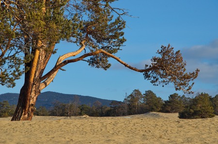 Russia. The Eastern Siberia. Lake Baikal, the sandy shore of the Olkhon Island from the Small sea.の写真素材