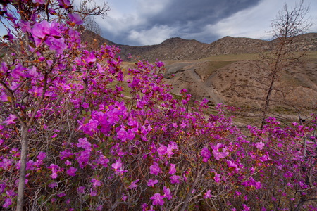 Russia. The South Of Western Siberia, spring flowers of the Altai mountains. Rhododendron. Its flowering period is the main event of the spring in the Altai mountains, which attracts many tourists.の写真素材