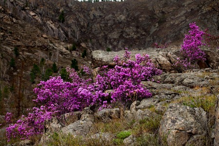 Russia. The South Of Western Siberia, spring flowers of the Altai mountains. Rhododendron. Its flowering period is the main event of the spring in the Altai mountains, which attracts many tourists.の写真素材