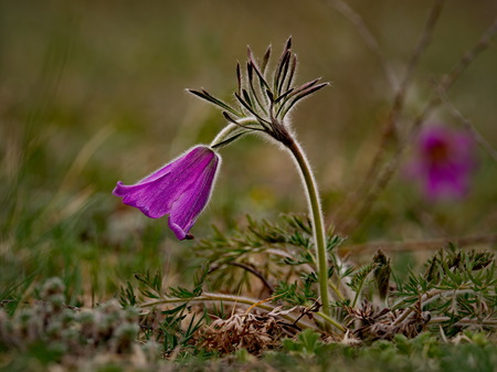 Russia. The South Of Western Siberia, spring flowers of the Altai mountains. Prostrel (Sleep-grass).