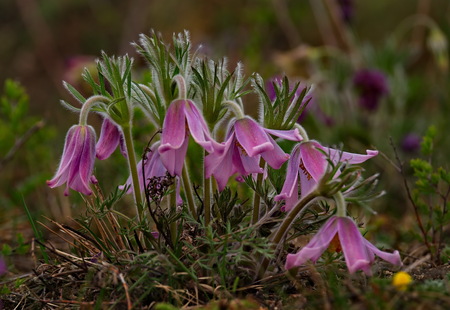 Russia. The South Of Western Siberia, spring flowers of the Altai mountains. Prostrel (Sleep-grass).