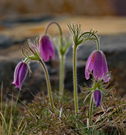 Russia. The South Of Western Siberia, spring flowers of the Altai mountains. Prostrel (Sleep-grass).の写真素材