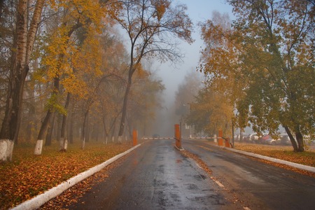 Russia. The South Of Western Siberia. Early foggy morning in the city parkの写真素材